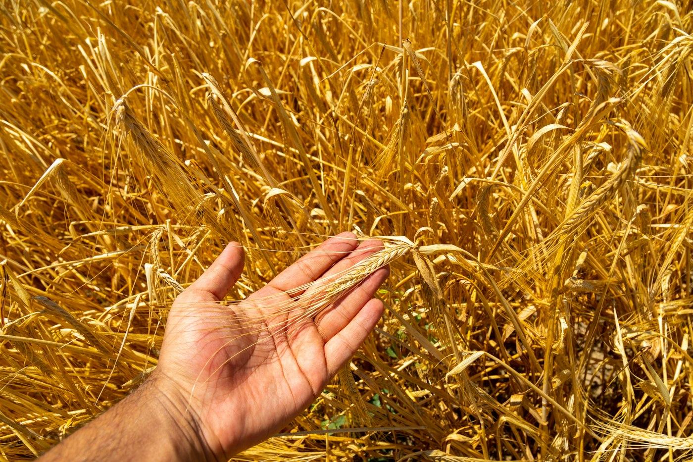 Mano che raccoglie una spiga di grano nel campo